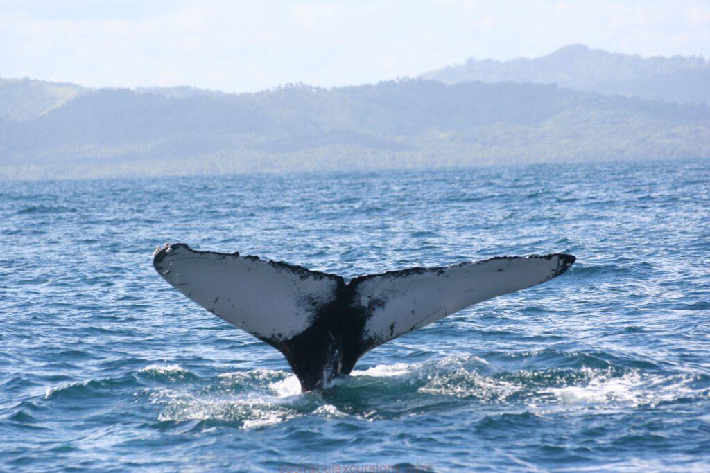 img 5916 Whales Samana Bay